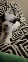 Pico, a female Miniature Goldendoodle for sale in Kansas City, MO – 4 of 7