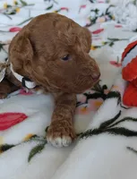 Marley, a male Miniature Goldendoodle for sale in Kansas City, MO – 2 of 5