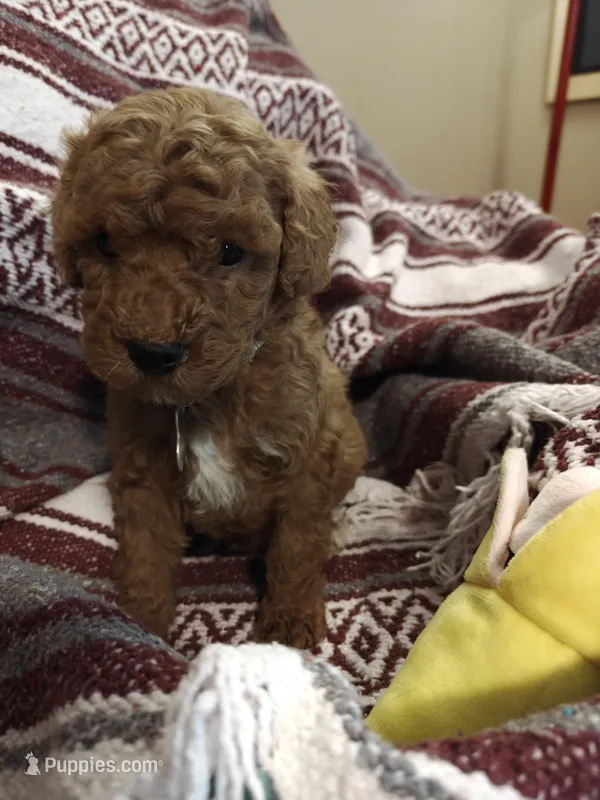 Merlin – Miniature Goldendoodle puppy for sale in Kansas City, MO