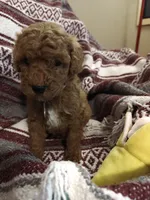 Merlin, a male Miniature Goldendoodle for sale in Kansas City, MO – Photo 1 of 2
