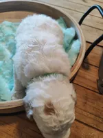 Luke, a male Miniature Goldendoodle for sale in Kansas City, MO – Photo 1 of 4