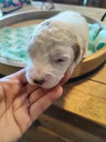 Luke, a male Miniature Goldendoodle for sale in Kansas City, MO – Photo 2 of 4