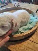 Luke, a male Miniature Goldendoodle for sale in Kansas City, MO – Photo 3 of 4