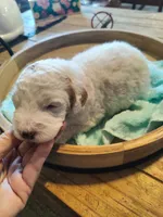 Luke, a male Miniature Goldendoodle for sale in Kansas City, MO – Photo 4 of 4