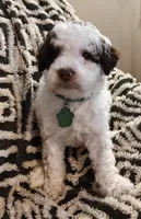 Pico, a female Miniature Goldendoodle for sale in Kansas City, MO – 3 of 7