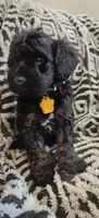 Paris, a female Miniature Goldendoodle for sale in Kansas City, MO – 2 of 6