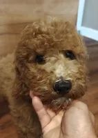 Mario, a male Miniature Goldendoodle for sale in Kansas City, MO – 3 of 8