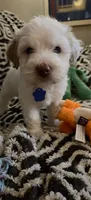 Penelope, a female Miniature Goldendoodle for sale in Kansas City, MO – 5 of 9