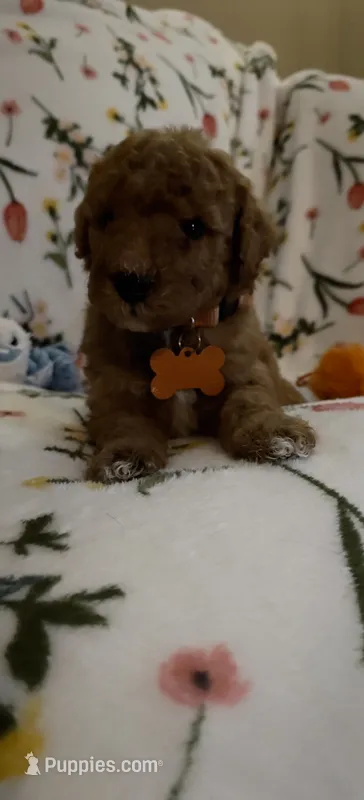 Margot – Miniature Goldendoodle puppy for sale in Kansas City, MO