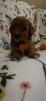 Margot, a female Miniature Goldendoodle for sale in Kansas City, MO – 1 of 4
