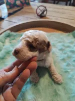 Maverick, a male Miniature Goldendoodle for sale in Kansas City, MO – Photo 4 of 5