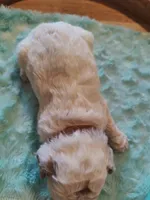 Maverick, a male Miniature Goldendoodle for sale in Kansas City, MO – Photo 1 of 5