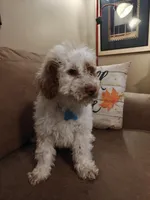Maverick, a male Miniature Goldendoodle for sale in Kansas City, MO – 3 of 5