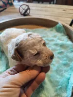 Maverick, a male Miniature Goldendoodle for sale in Kansas City, MO – Photo 3 of 5