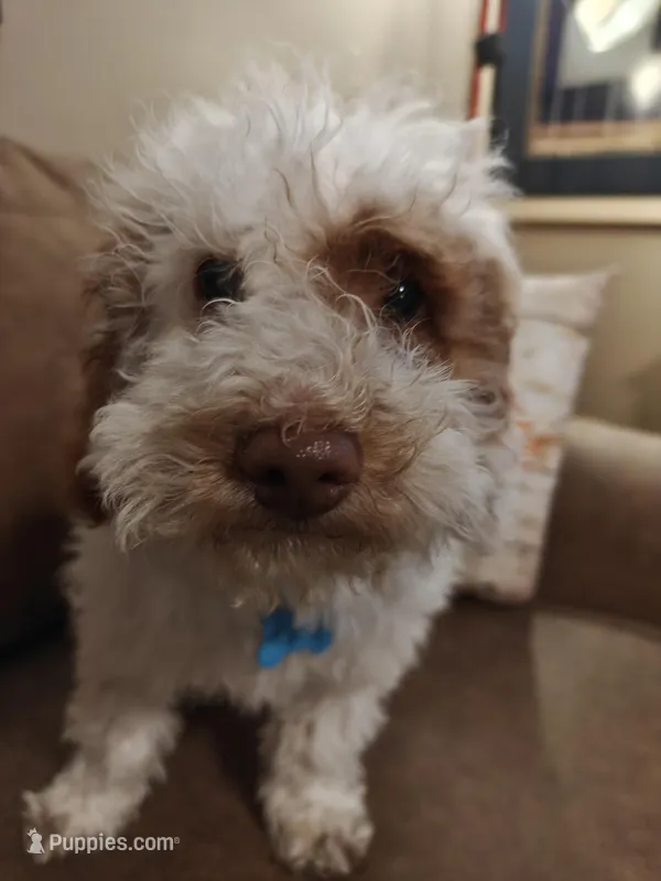 Maverick – Miniature Goldendoodle puppy for sale in Kansas City, MO