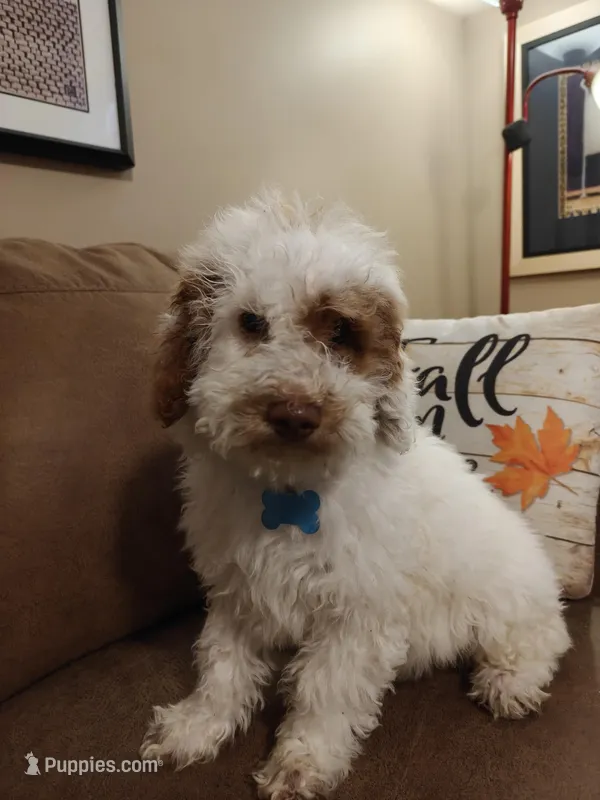 Maverick – Miniature Goldendoodle puppy for sale in Kansas City, MO