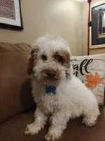 Maverick, a male Miniature Goldendoodle for sale in Kansas City, MO – 1 of 5