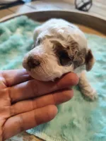 Maverick, a male Miniature Goldendoodle for sale in Kansas City, MO – Photo 5 of 5
