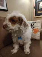 Maverick, a male Miniature Goldendoodle for sale in Kansas City, MO – 2 of 5