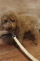 Mickey, a male Miniature Goldendoodle for sale in Kansas City, MO – 3 of 6