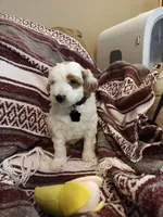 Lucas, a male Miniature Goldendoodle for sale in Kansas City, MO – Photo 2 of 2