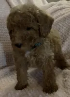 Roman, a male Miniature Goldendoodle for sale in Kansas City, MO – 2 of 5