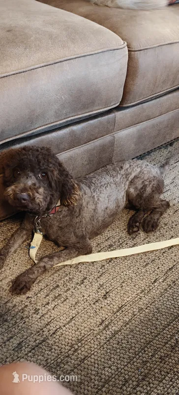 Josie – Miniature Goldendoodle puppy for sale in Kansas City, MO