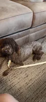 Josie, a female Miniature Goldendoodle for sale in Kansas City, MO – 1 of 3