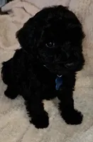 Rose, a female Miniature Goldendoodle for sale in Kansas City, MO – 4 of 5