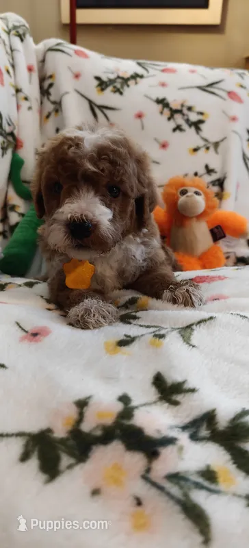 May – Miniature Goldendoodle puppy for sale in Kansas City, MO
