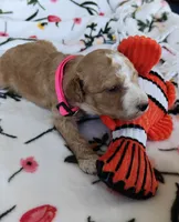 Mary, a female Miniature Goldendoodle for sale in Kansas City, MO – 3 of 4