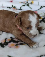 Paisley, a female Miniature Goldendoodle for sale in Kansas City, MO – 2 of 4
