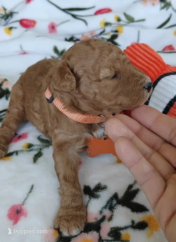 Margot – Miniature Goldendoodle puppy for sale in Kansas City, MO