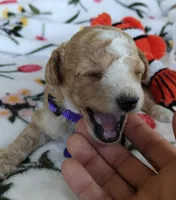 Mikki, a female Miniature Goldendoodle for sale in Kansas City, MO – 4 of 5