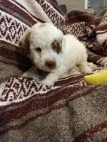 Maverick, a male Miniature Goldendoodle for sale in Kansas City, MO – Photo 1 of 2