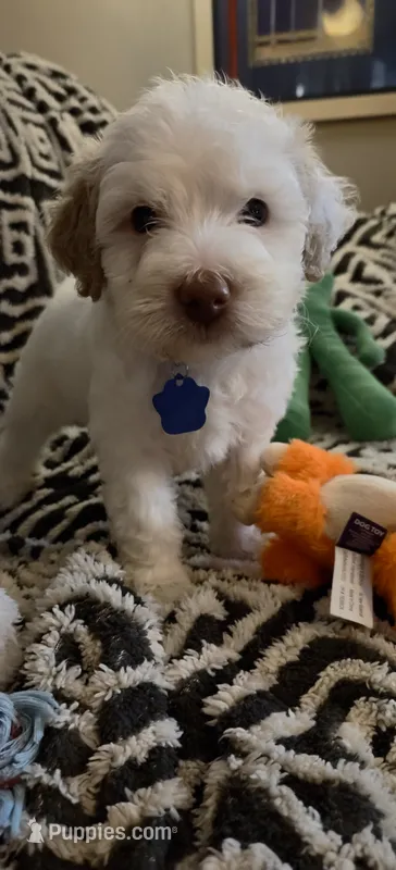 Penelope – Miniature Goldendoodle puppy for sale in Kansas City, MO
