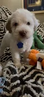 Penelope, a female Miniature Goldendoodle for sale in Kansas City, MO – 1 of 9
