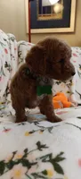 Maggie, a female Miniature Goldendoodle for sale in Kansas City, MO – 5 of 5