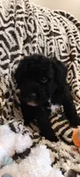 Pete, a male Miniature Goldendoodle for sale in Kansas City, MO – 6 of 6