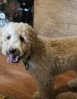 Leo (Baby), a male Miniature Goldendoodle for sale in Kansas City, MO – 6 of 7
