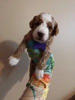 Myles, a male Miniature Goldendoodle for sale in Kansas City, MO – 2 of 3