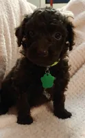 Rowe, a male Miniature Goldendoodle for sale in Kansas City, MO – 3 of 5