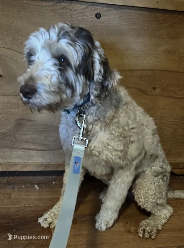 Piper  – Miniature Goldendoodle puppy for sale in Kansas City, MO