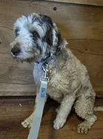Piper , a female Miniature Goldendoodle for sale in Kansas City, MO – 1 of 5