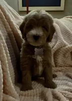 Oscar, a male Miniature Goldendoodle for sale in Kansas City, MO – 3 of 3