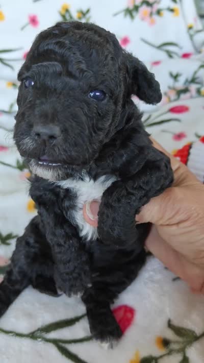 Pete, a male Miniature Goldendoodle for sale in Kansas City, MO – 3 of 5