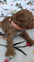 Margot, a female Miniature Goldendoodle for sale in Kansas City, MO – 2 of 5