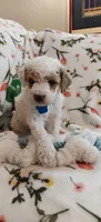 Merlin, a male Miniature Goldendoodle for sale in Kansas City, MO – 3 of 5