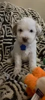 Penelope, a female Miniature Goldendoodle for sale in Kansas City, MO – 2 of 9