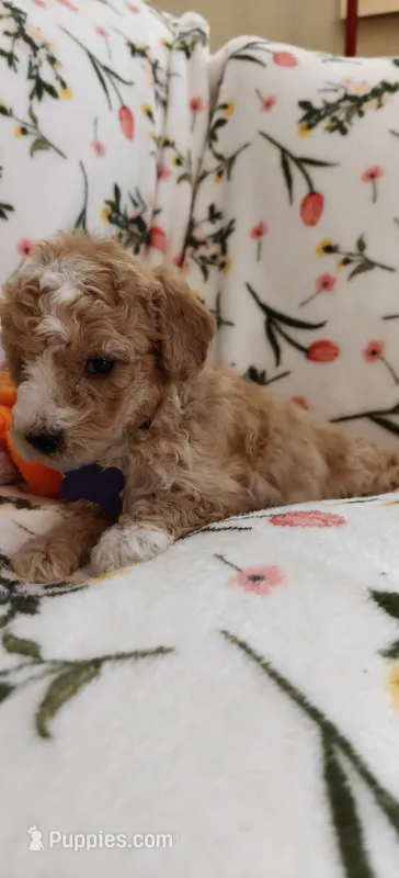 Mikki – Miniature Goldendoodle puppy for sale in Kansas City, MO